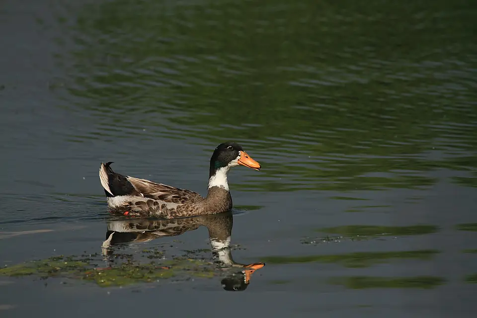 Domestic duck at Dal lake