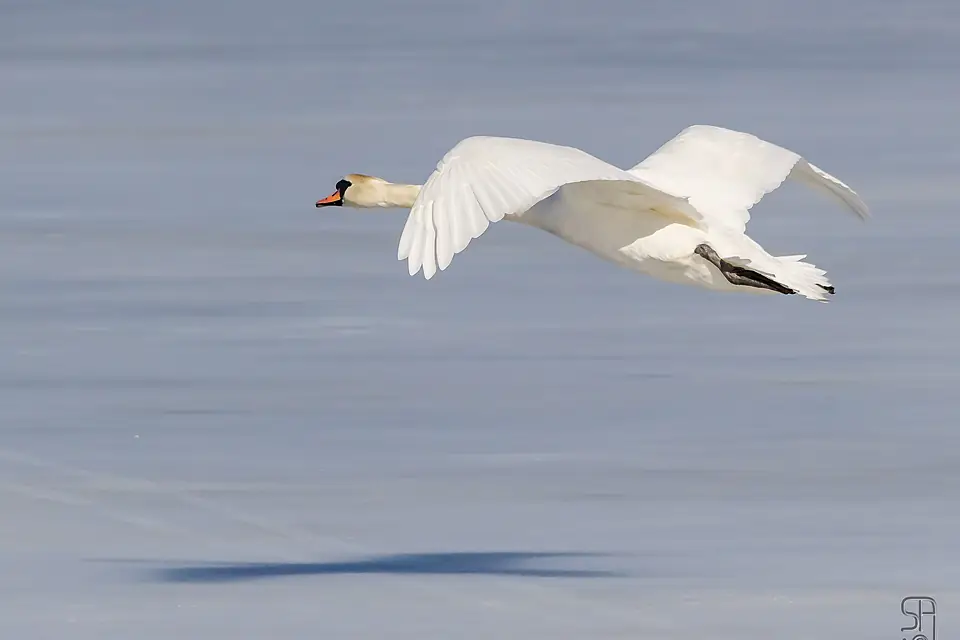 Landing Mute Swan (Cygnus olor) (3 of 8) on Østensjøvannet, Oslo, Norway 2012-03-14 Knoppsvane flying wings snow on lake (Flickr photo by Stein Arne Jensen)