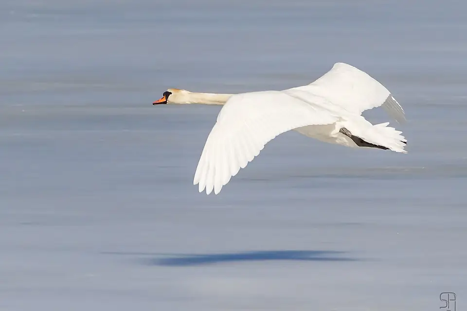 Landing Mute Swan (Cygnus olor) (4 of 8) on Østensjøvannet, Oslo, Norway 2012-03-14 Knoppsvane flying wings snow on lake (Flickr photo by Stein Arne Jensen)