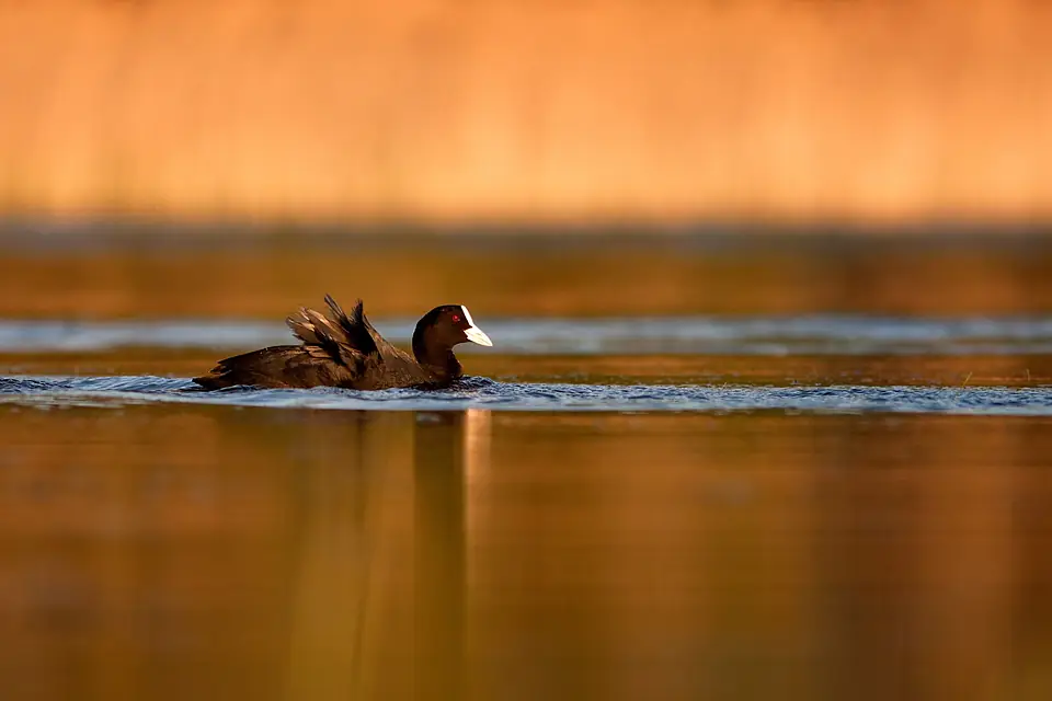 Fulica atra in Paunküla Reservoir