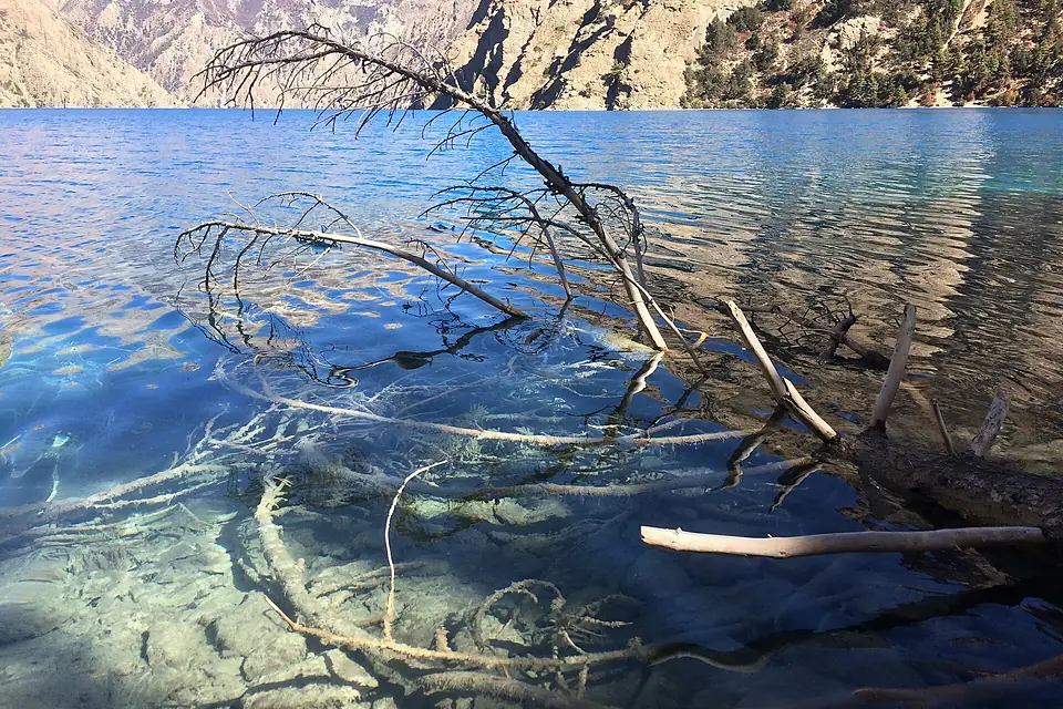 Fallen Tree at Phoksundo Lake