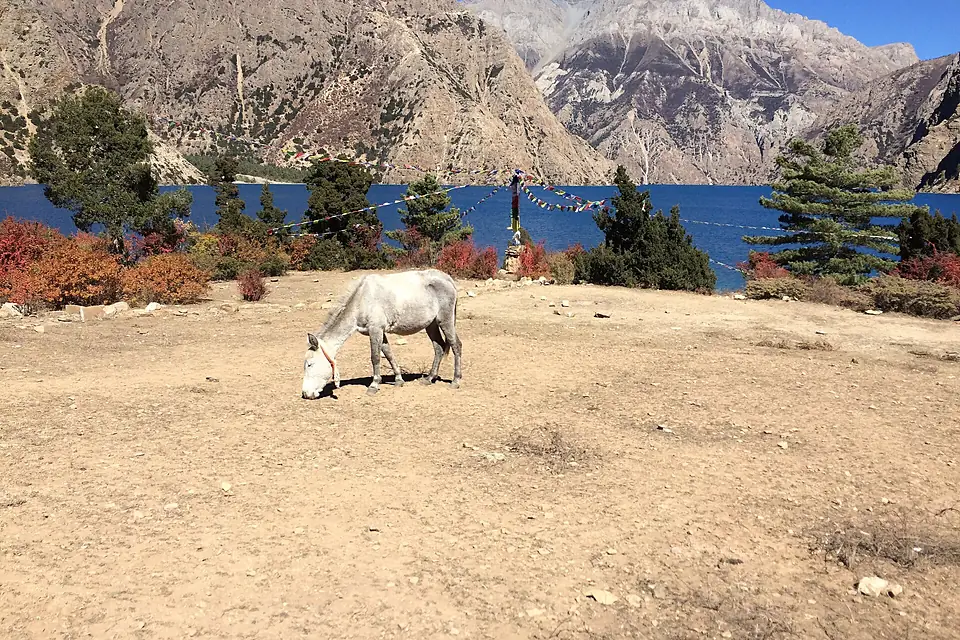 Horse grazing around Phoksundo lake
