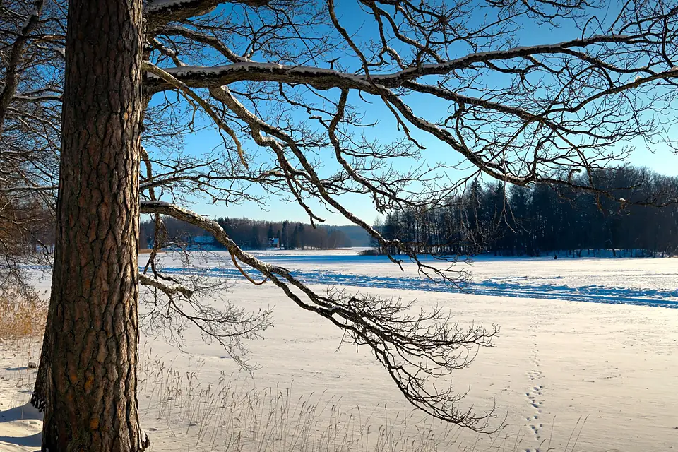 Valga County - Branching over the frozen lake (52718101522)