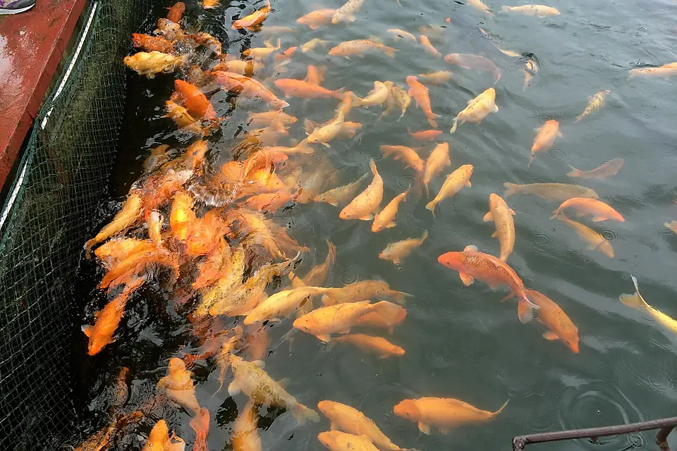 Carps at Qiandao Lake