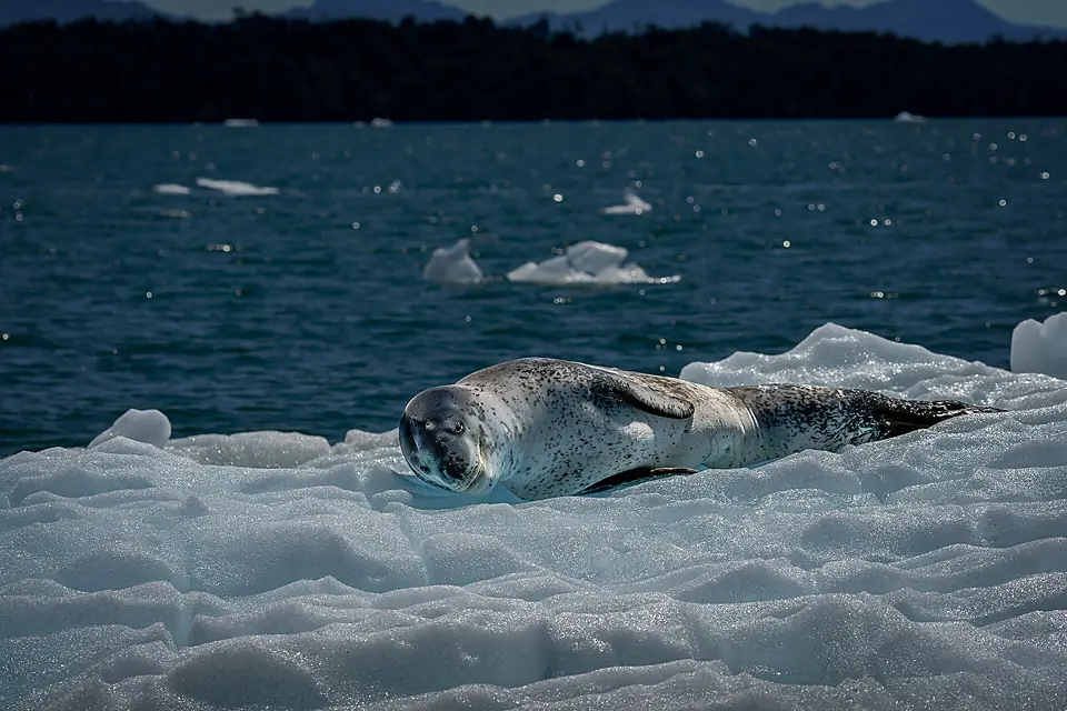 Foca leopardo sobre témpano en la Laguna San Rafael