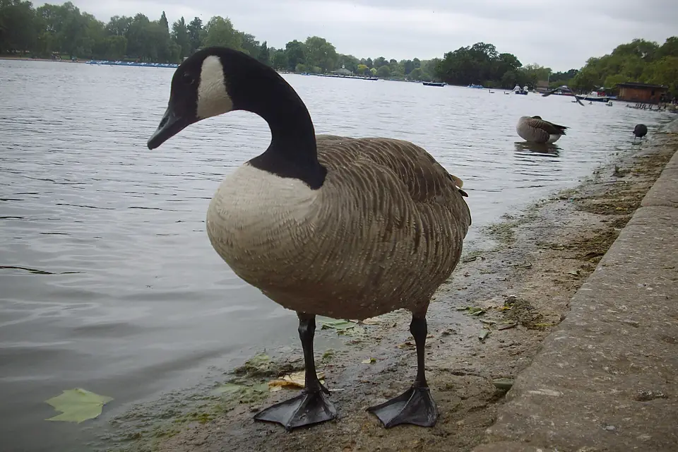 A canadian goose in Serpentine Lake of Hyde Park