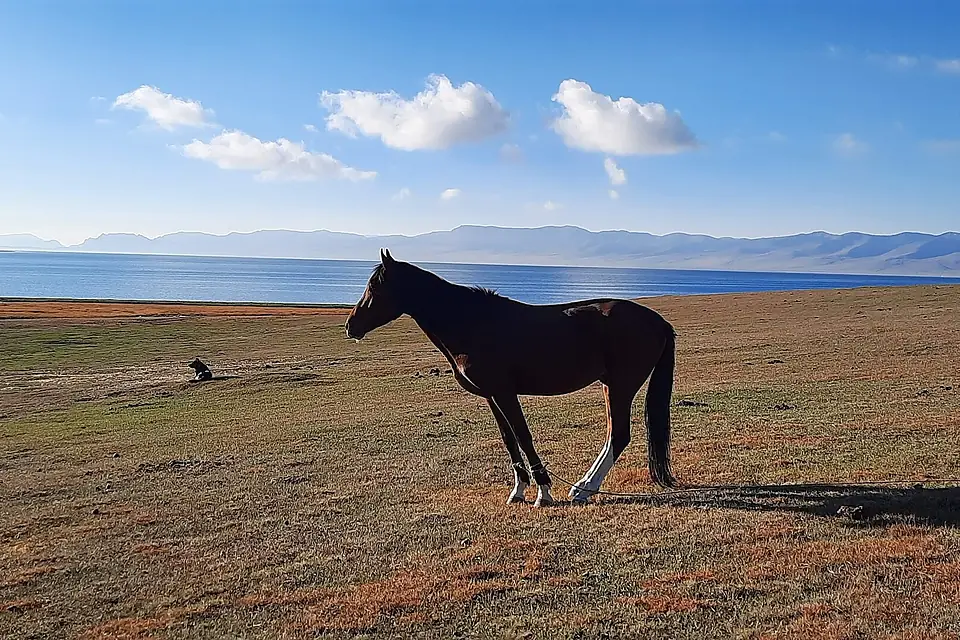 Horse standing by Song Kul Lake - Kyrgyztan