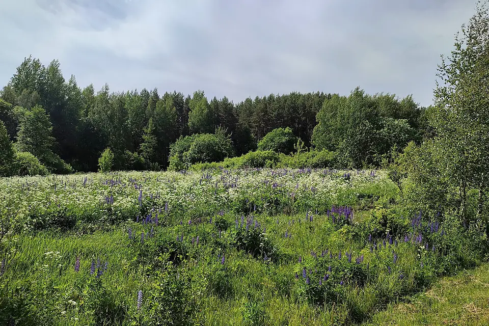 2023.06.12 Lupine bushes on Majak Hill Braslaŭ Lakes National Park