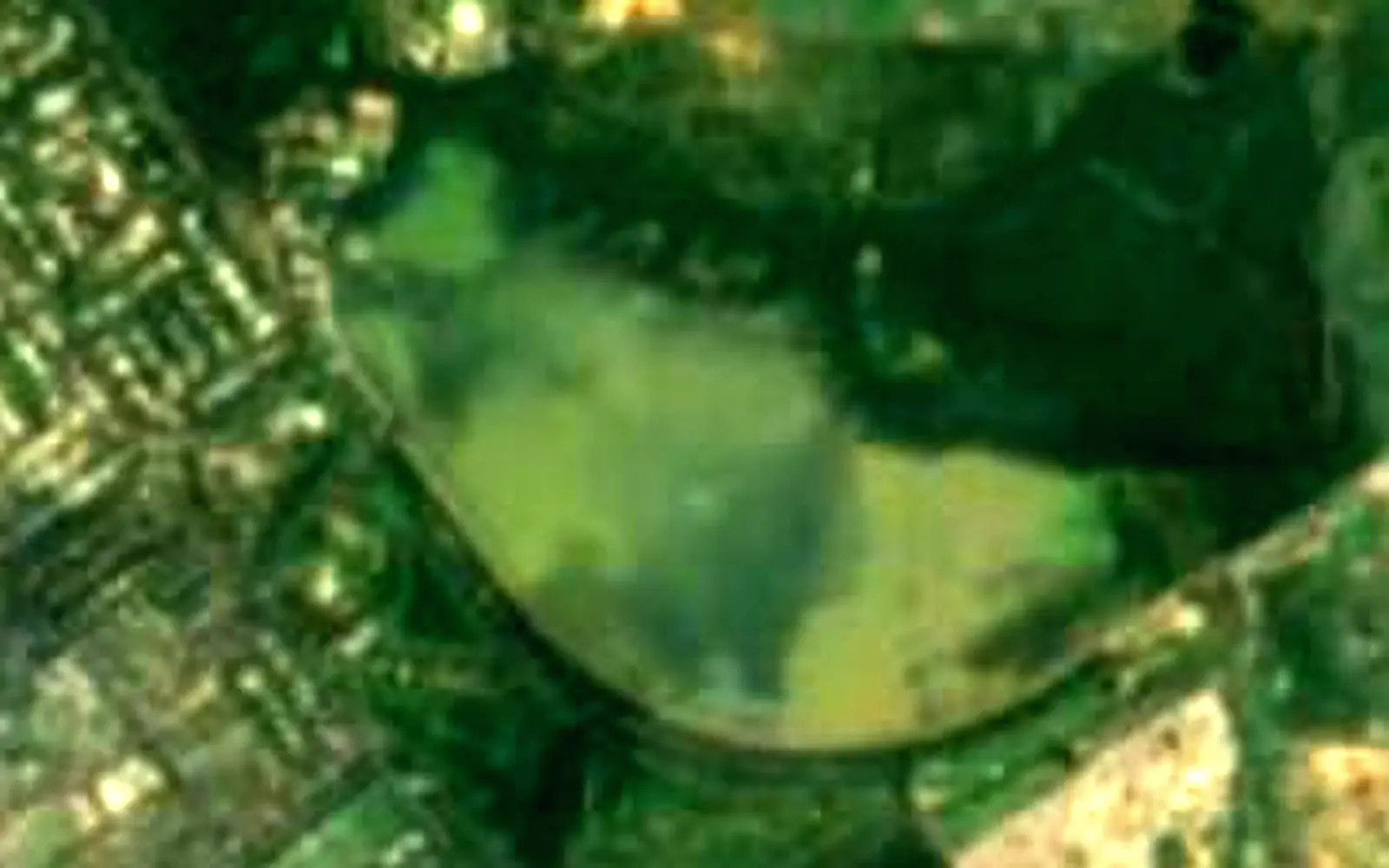 Sukhna Lake seen from space (Sentinel-2)