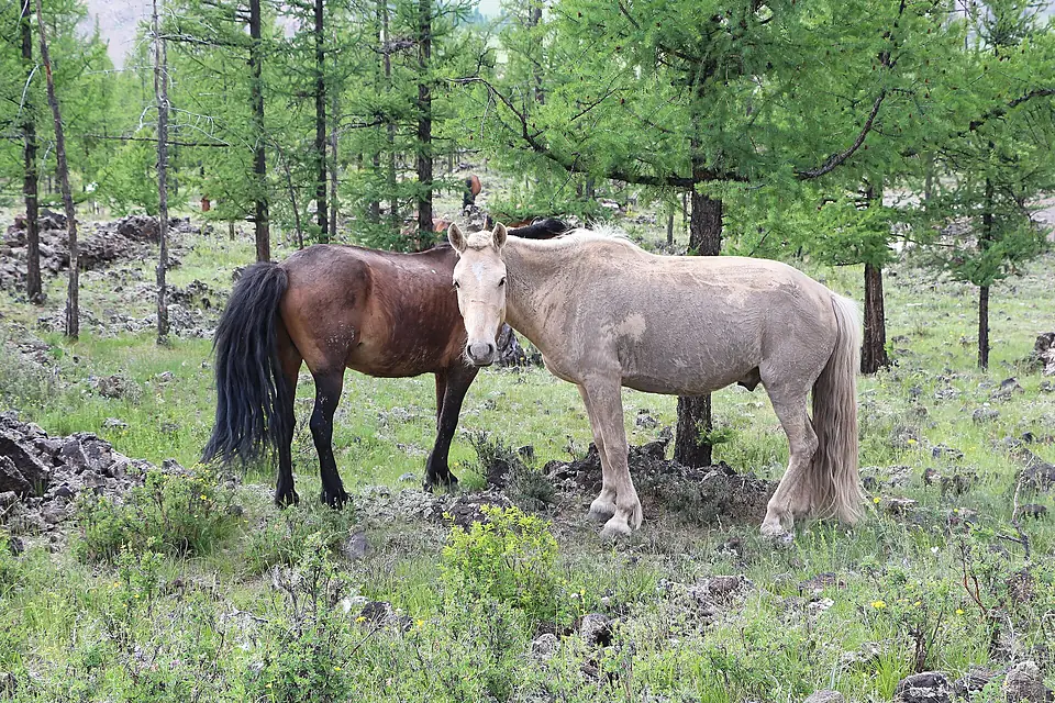 Horses in Khorgo-Terkhiin Tsagaan Nuur National Park