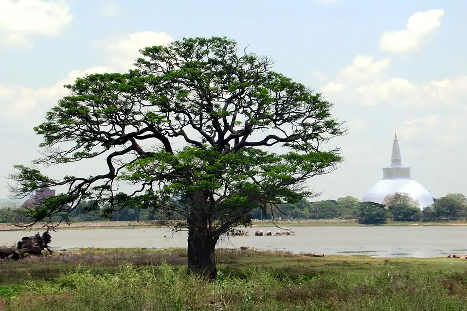 Thissa Wewa Lake (43125718780)