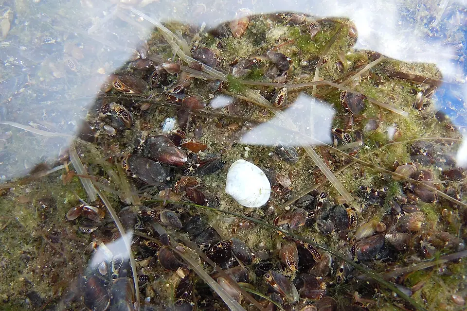 Abra and Mytilaster in the nearshore