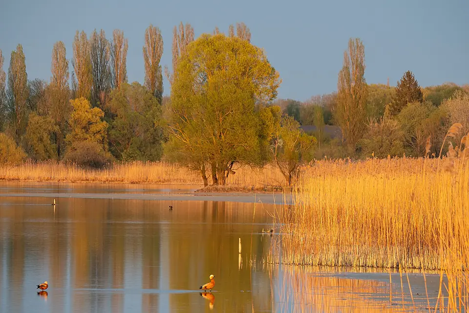 Abendstimmung am Untersee mit Rostgänsen