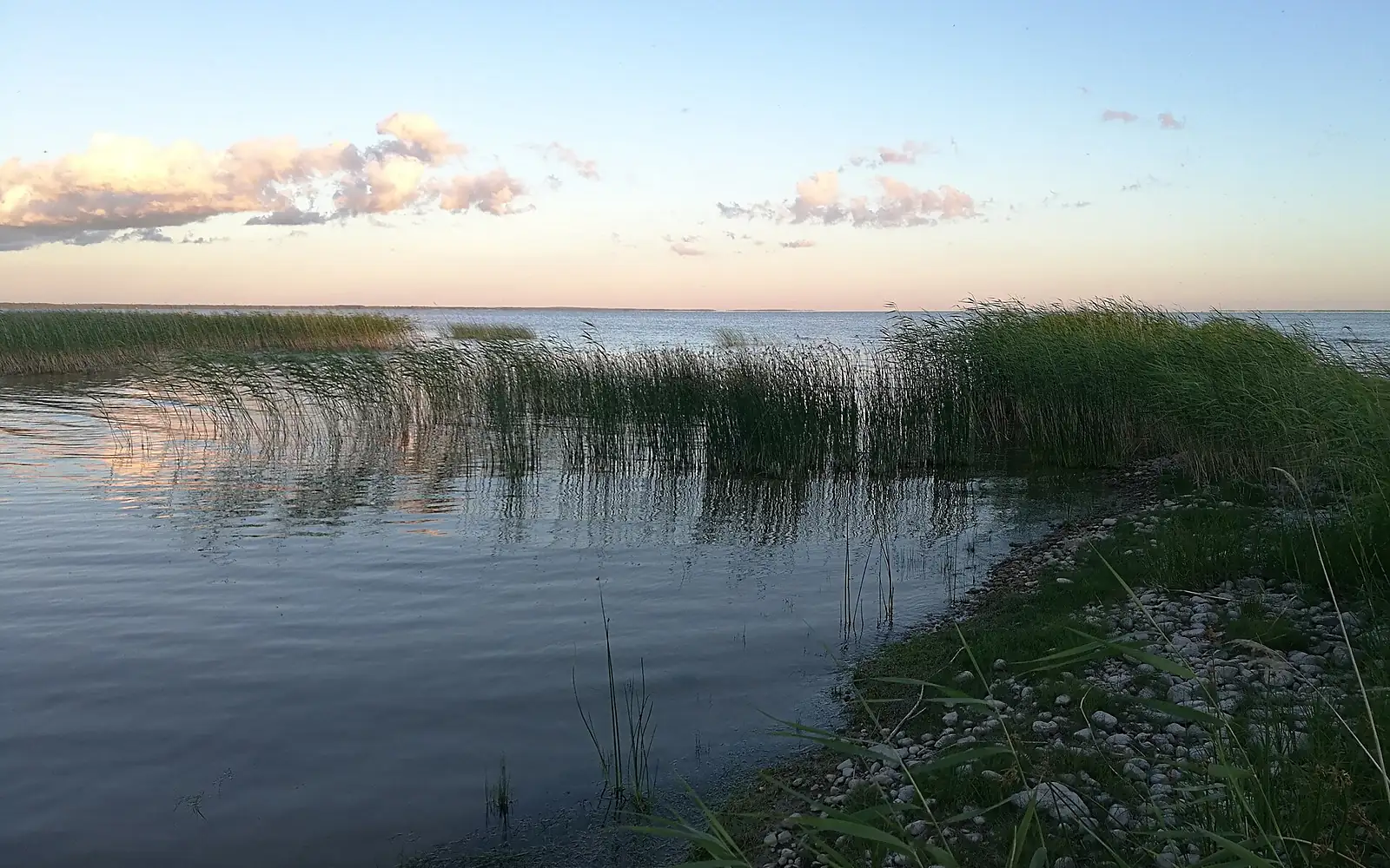 Lake Võrtsjärv in midsummer 2019