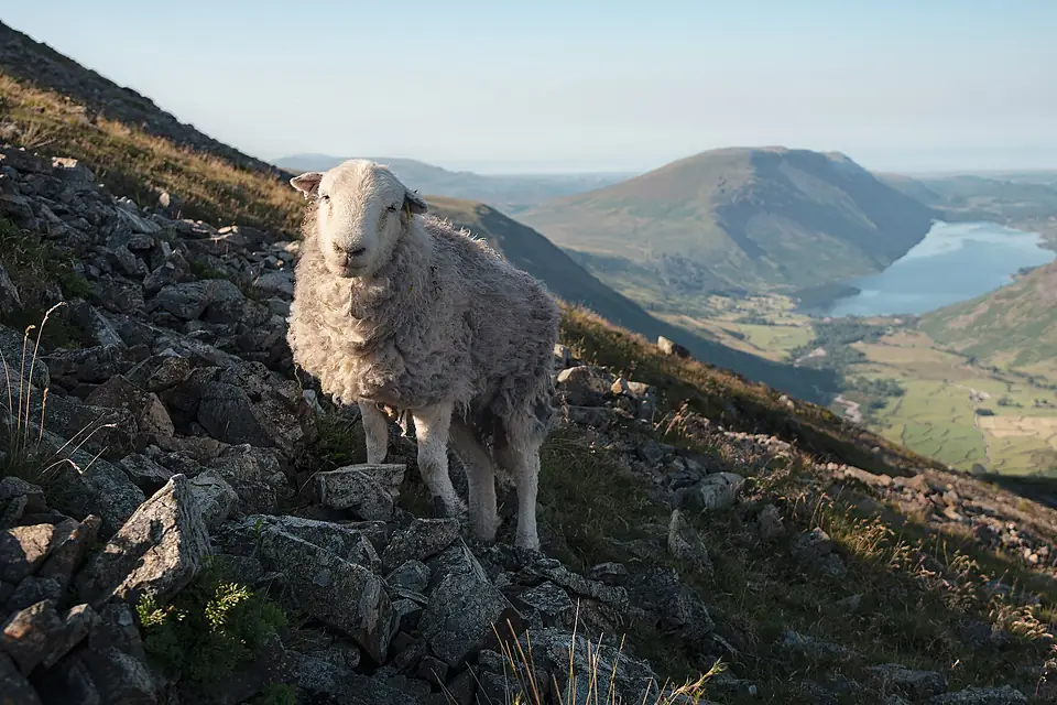 Herdwick Sheep below Great Gable Lake District 2022 01