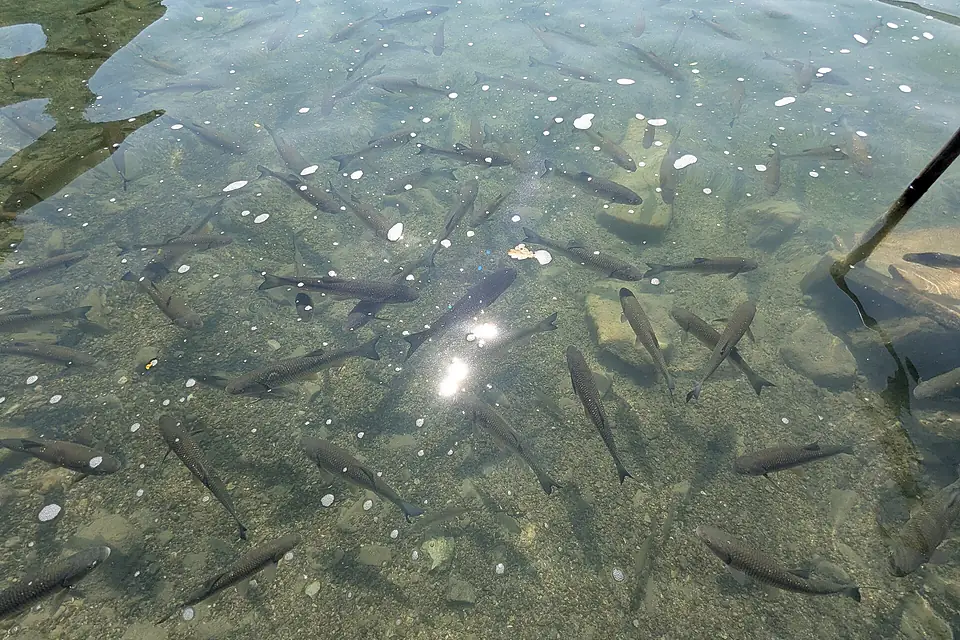 Aitel Fürberger Bucht Wolfgangsee 20250811a