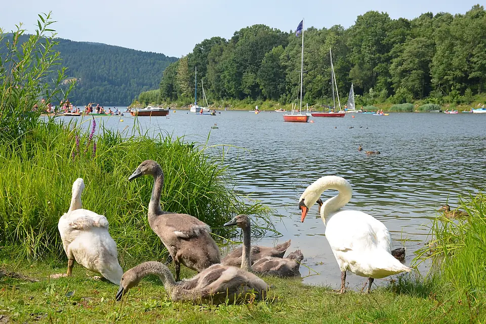 02026 0776 Cygnus olor with cygnets on the shore of Żywiec Lake